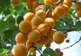Абрикос