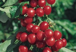 Черешня колоновидная